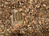 ,    . 3-5  1000 